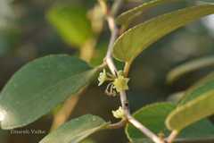 Ziziphus nummularia